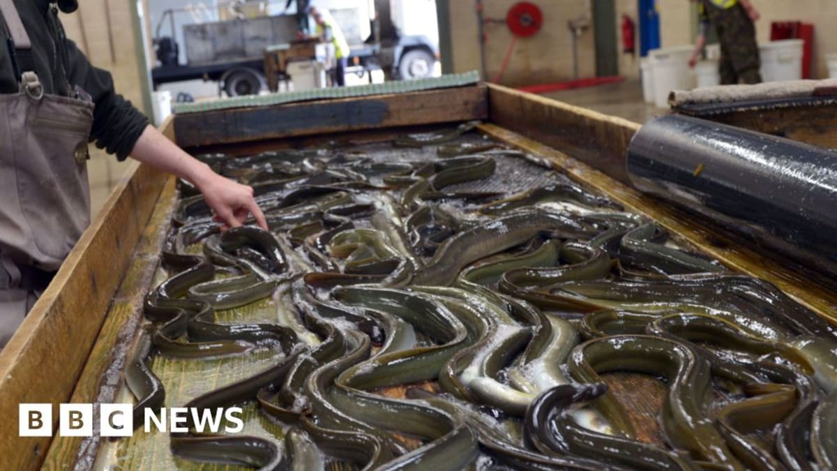 Scientists Race to Save Prehistoric 'Biological Submarine