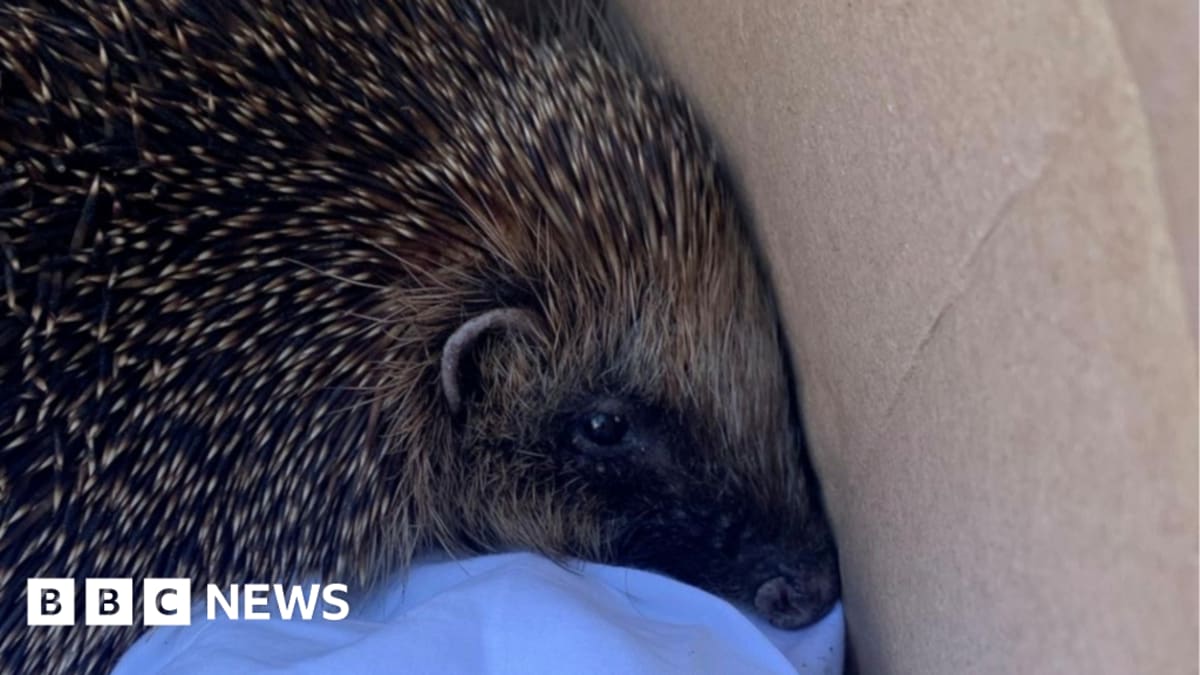 Hedgehog nestled at bottom of donation bag underneath children's winter coats