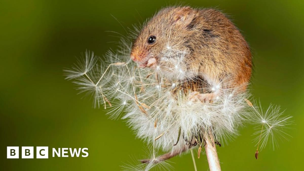 Sheffield Nature Reserve Revival Boosts Wildlife 400%