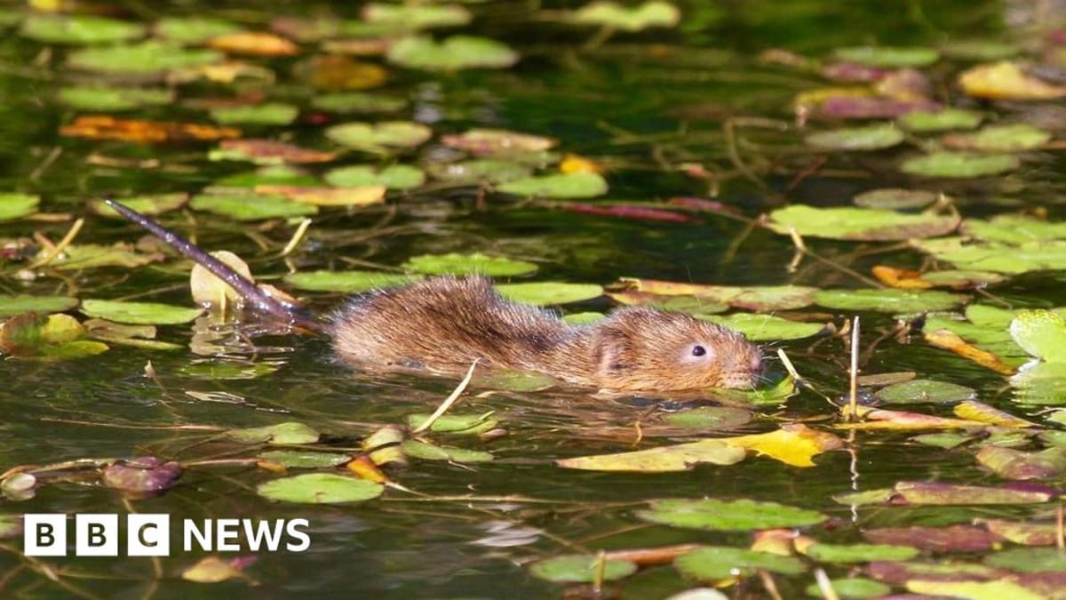 300 Water Voles Return to Surrey River After 20 Years