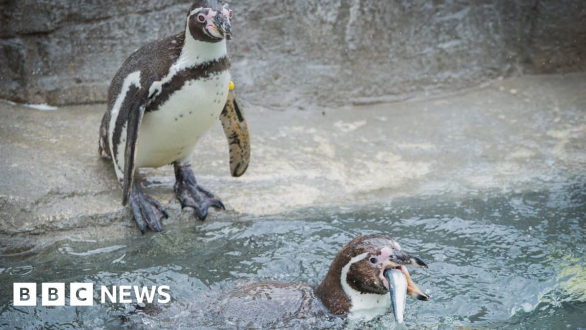 Humboldt penguins eating fresh sardines at Paradise Park wildlife sanctuary in Cornwall