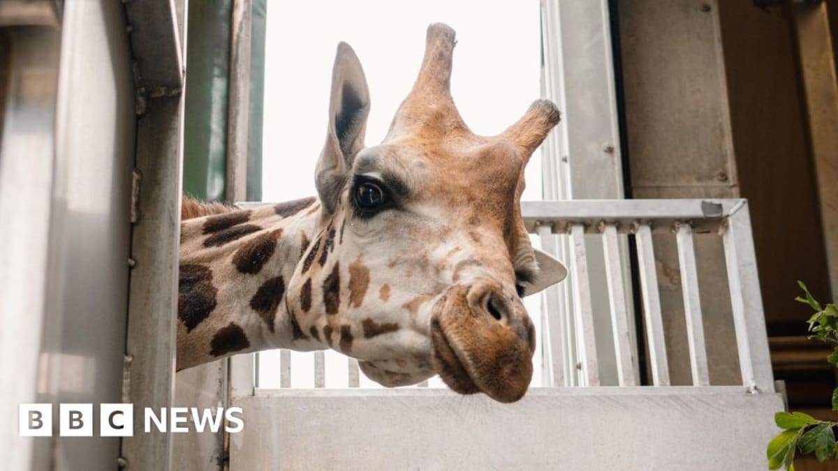 Stanley the Giraffe Joins Fight to Save Rare Species