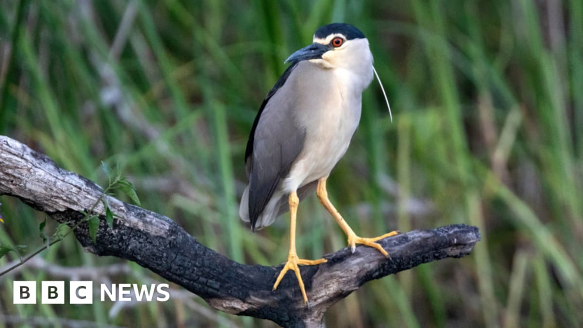 Rare Night Heron Spotted at Restored UK Wetland