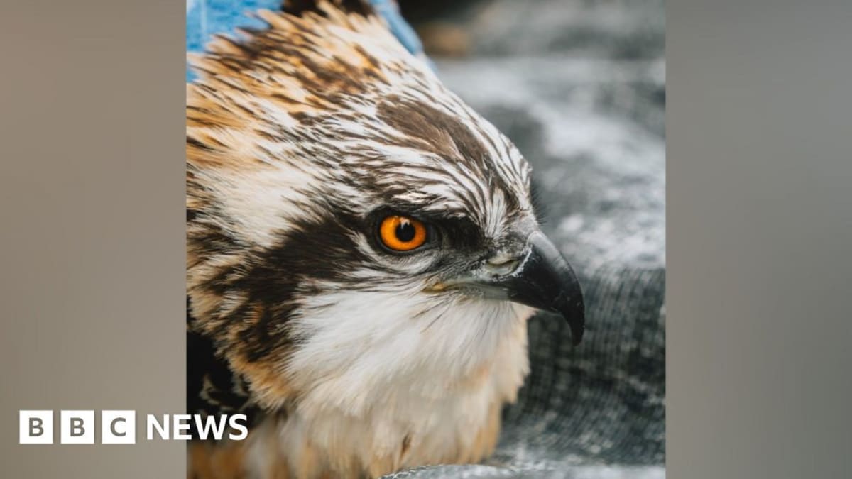 Five young osprey chicks being tagged with identification rings at Cumbria nature reserve