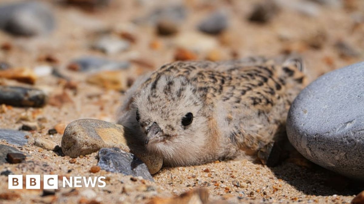 Camouflaged little tern chick sitting among sand and pebbles on Norfolk beach