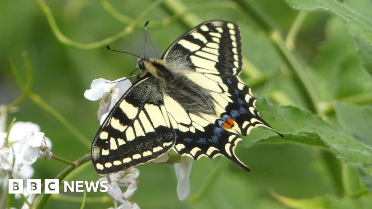 UK's Largest Butterfly Could Return After 100 Years