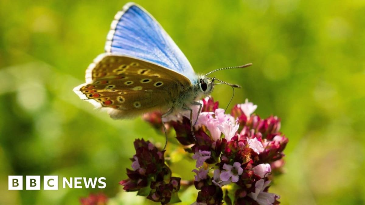 Vibrant blue adonis butterfly resting on purple wildflowers in Surrey chalk grassland habitat