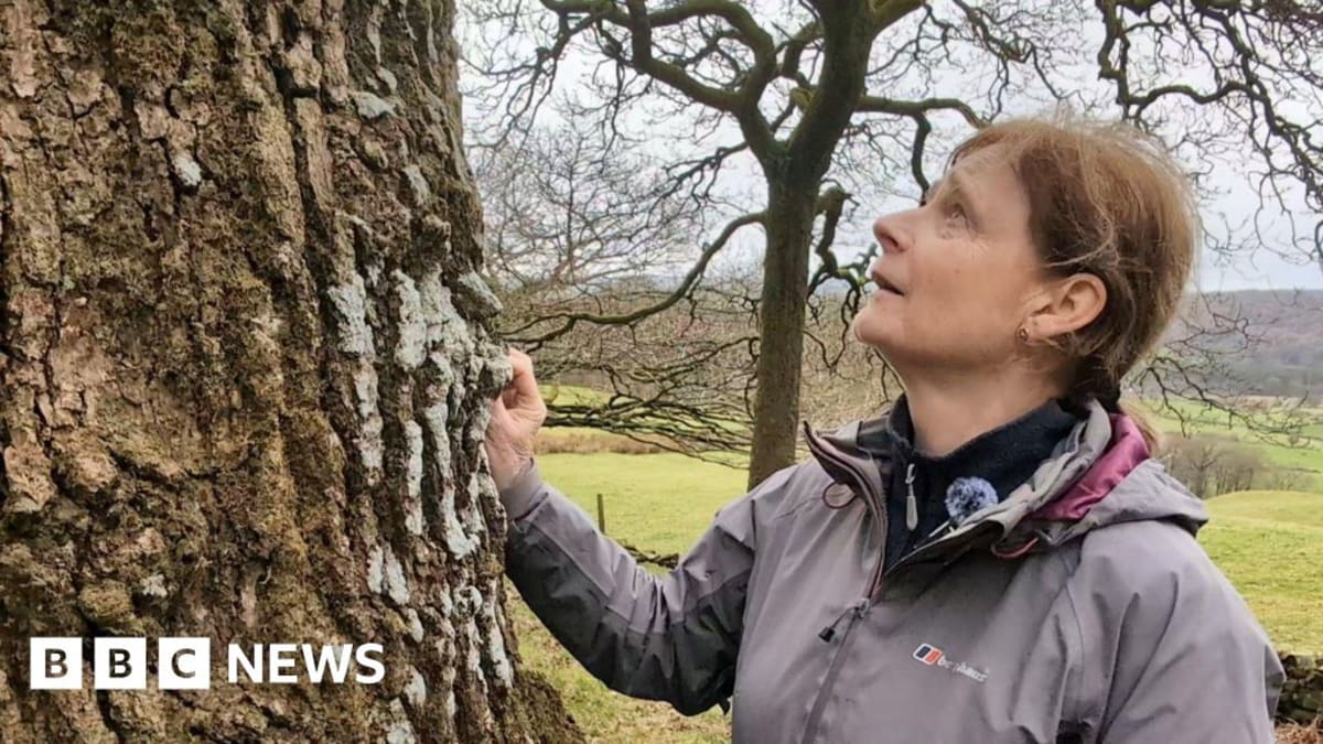 Ancient moss-covered trees in temperate rainforest habitat in England's Lake District