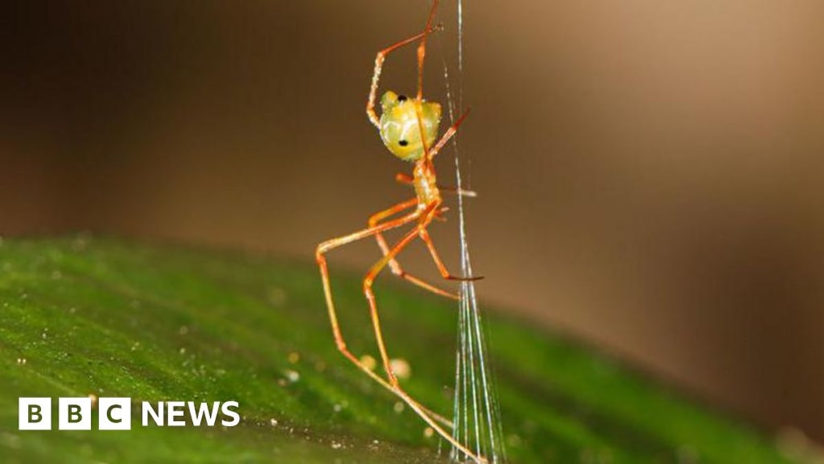 Tiny ballista spider's cone-shaped silk trap suspended on branch in Australian rainforest