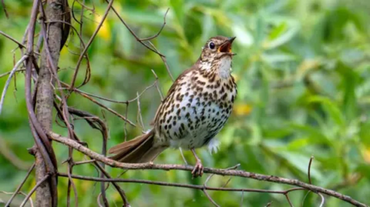 Surrey's Blue Tits Top Local Bird Count Despite National Trend - Image 3
