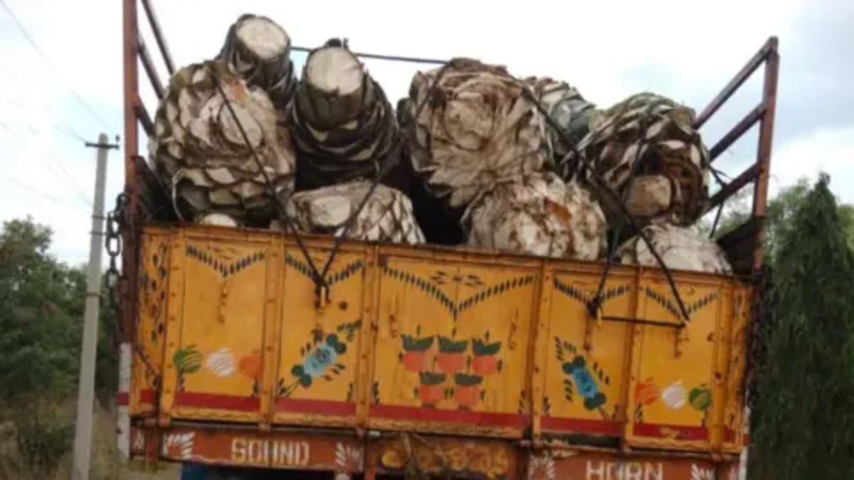 India Turns 'Worthless Weed' Into Booming Spirits Industry - Image 3