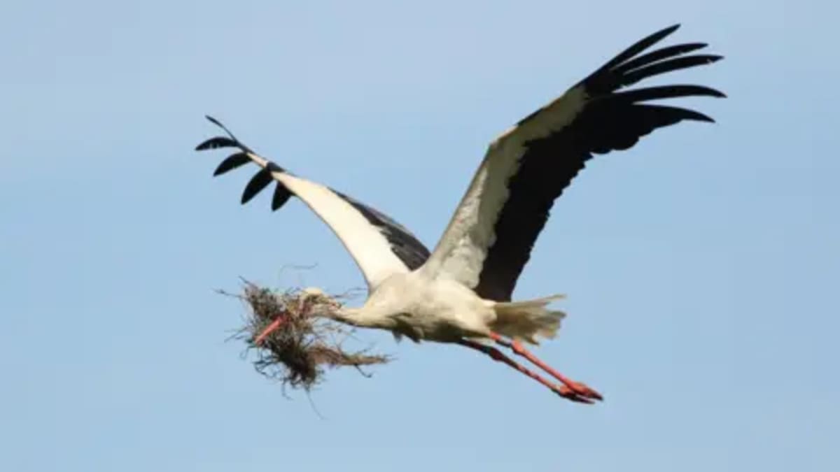 Storks Build First Nest in 600 Years on Industrial Estate - Image 2