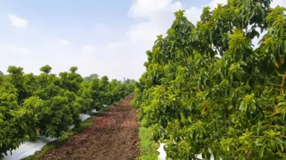 India's Avocado Boom: From 'Dog Fruit' to Darling Crop - Image 4