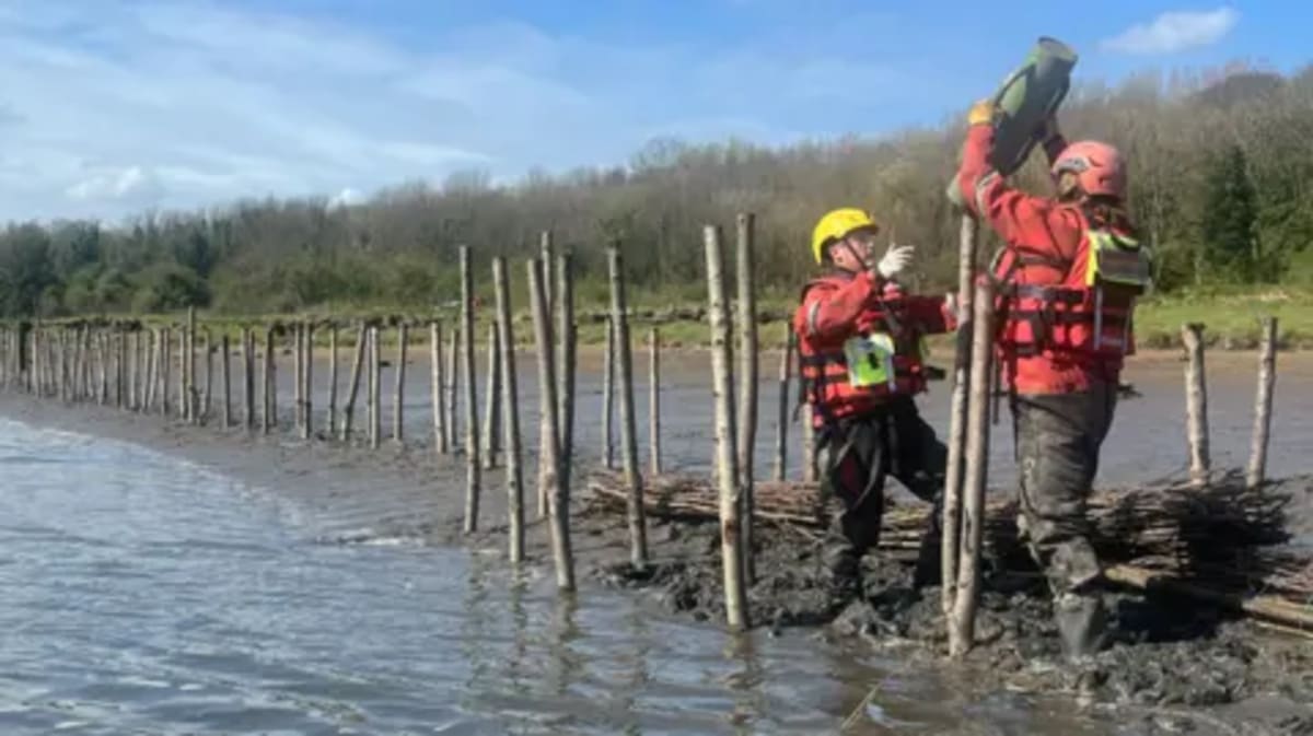 Newcastle Restores Lost Saltmarshes Along River Tyne - Image 2