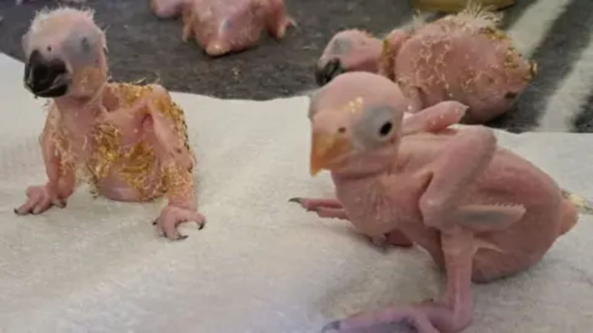 Rescued Parrot Eggs Hatch After Airport Smuggling Bust - Image 2
