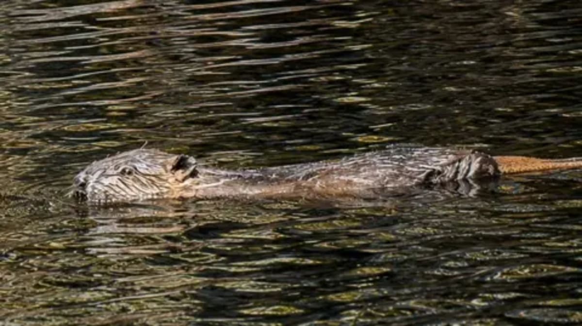 Beavers Fight Drought in England, One Dam at a Time - Image 2