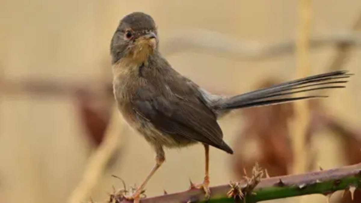 Wildlife Thrives After Fire Ravages Suffolk Heathland - Image 2