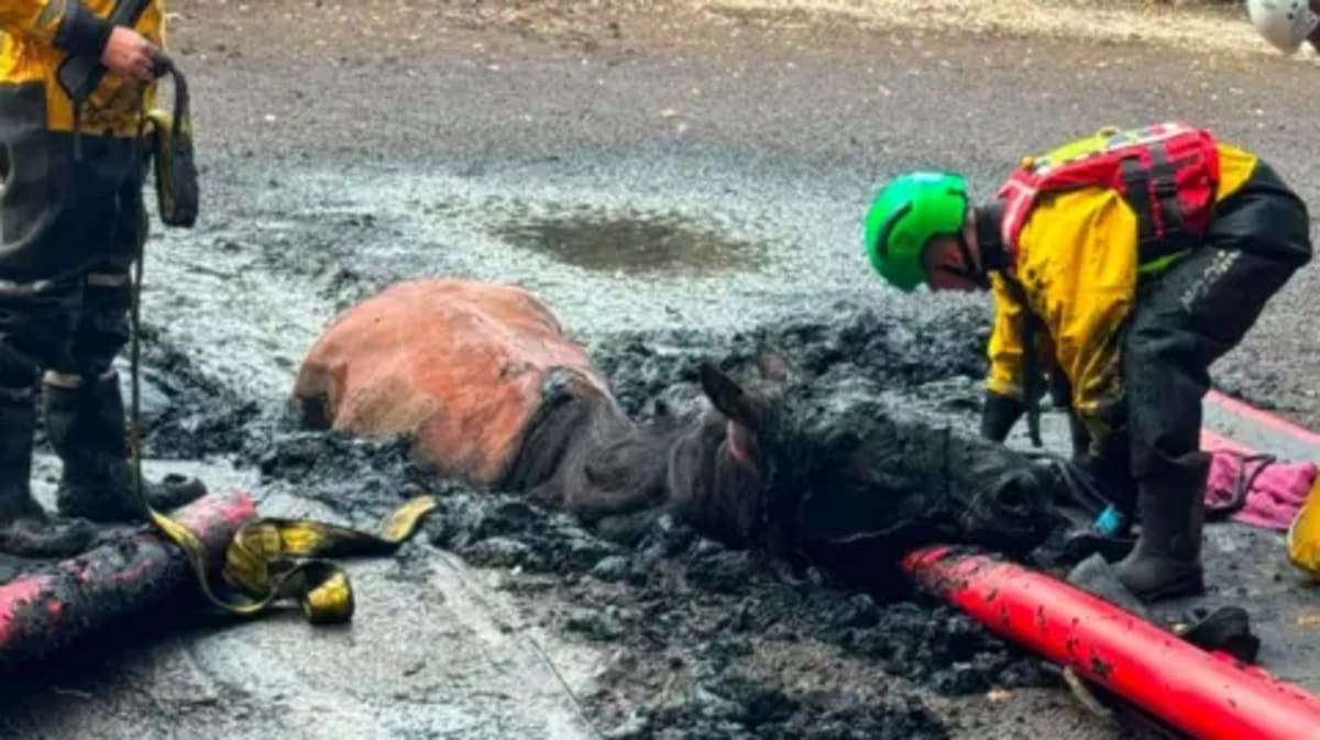 Firefighters Free Two Horses From Mud in Bedfordshire - Image 2