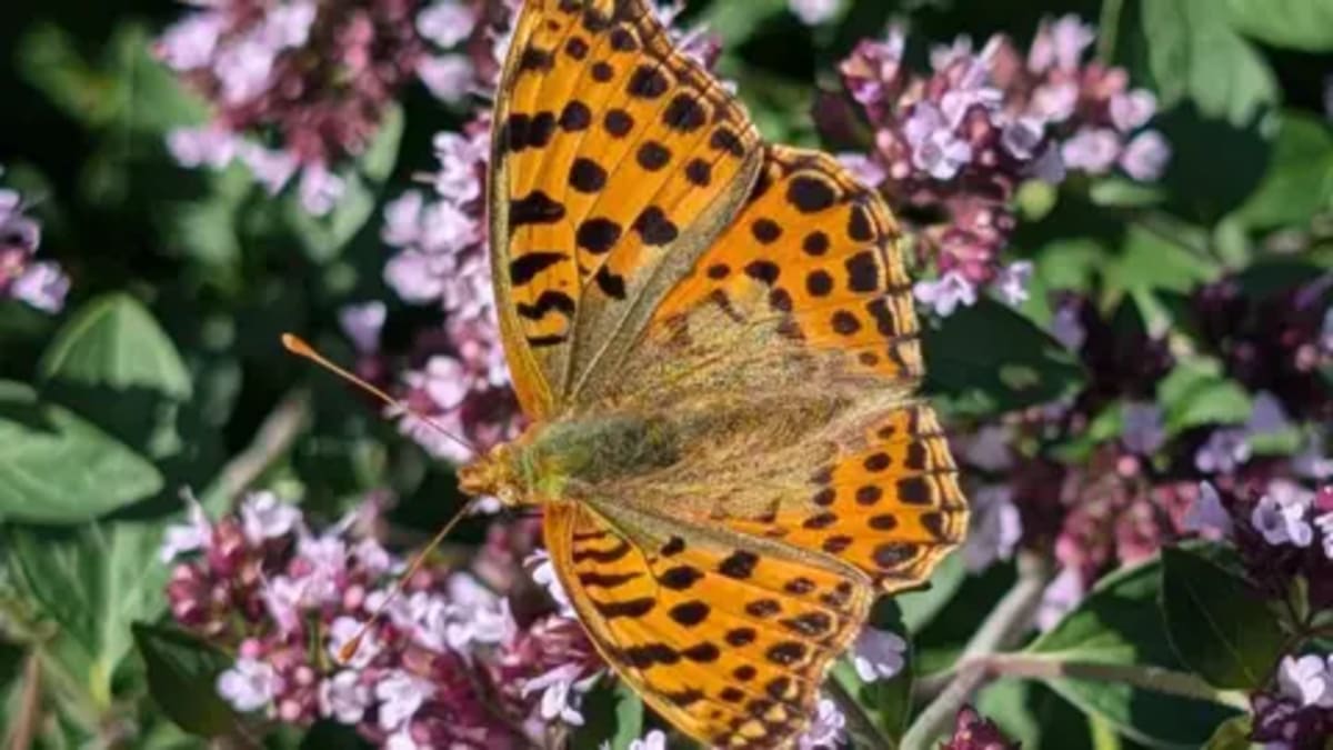 6-Year-Old Spots Rare Butterfly at Cornwall Garden - Image 2