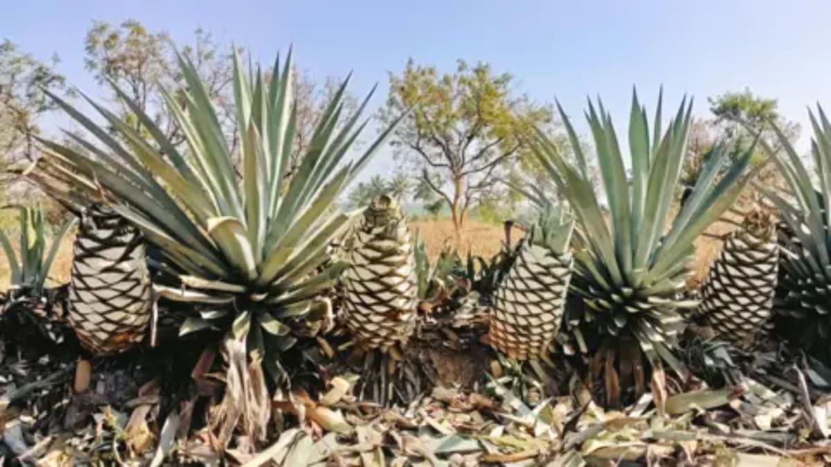 India Turns 'Worthless Weed' Into Booming Spirits Industry - Image 2