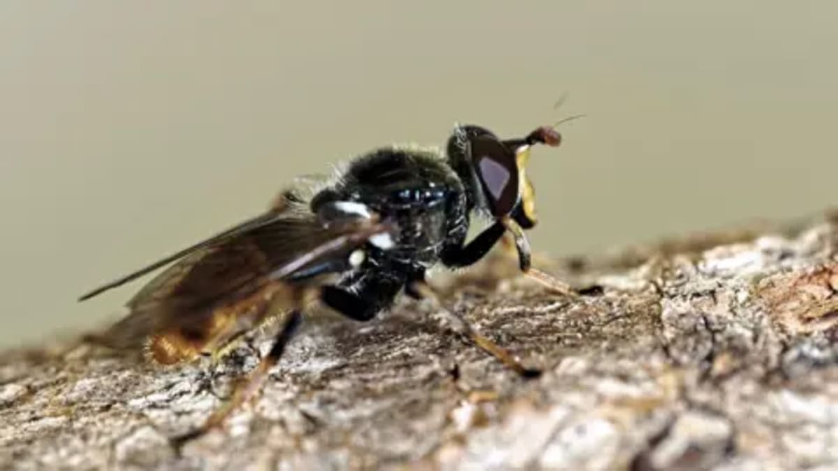 30,000 Rare Flies Bred in Jam Jars Return to Scotland - Image 2