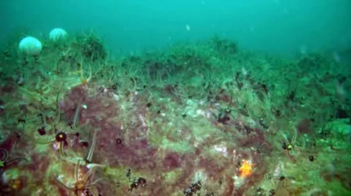 Scottish Seabed Healing After Illegal Fishing Damage - Image 5