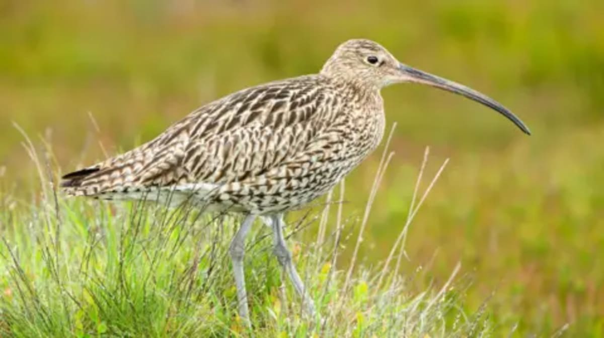 Firefighters Save 4 Curlew Eggs From Wildfire, All Hatch - Image 4
