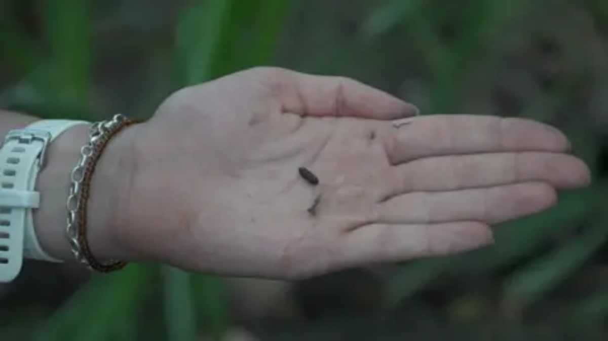 Water Voles Thrive in Surrey River After 20-Year Absence - Image 4