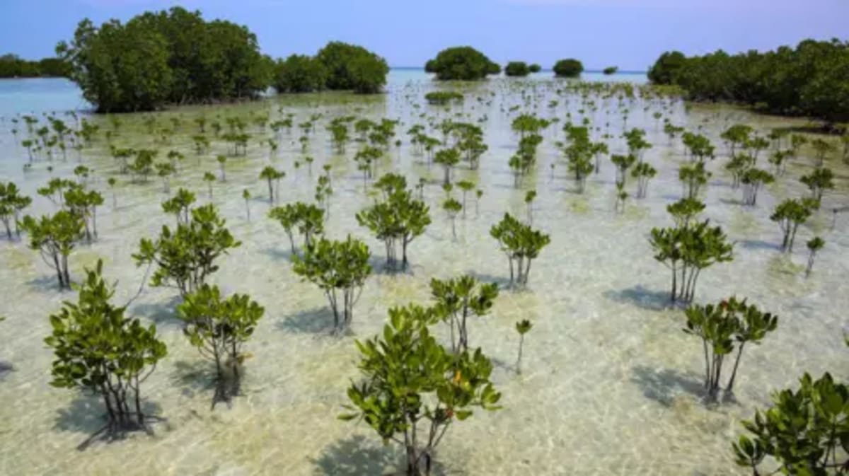 Mangrove Forests Make Comeback After Decades of Loss - Image 2