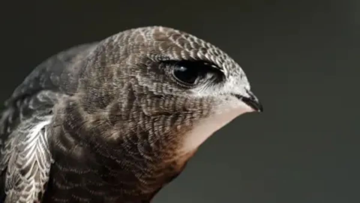 Cambridge College Helps Save Endangered Swifts - Image 2