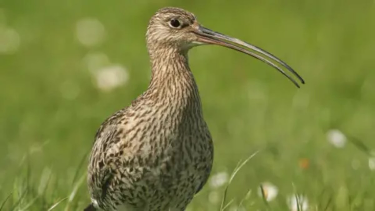 Endangered Curlew Returns Home to Breed After Conservation - Image 2