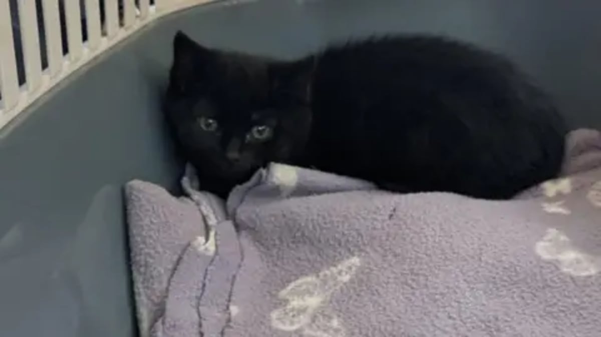 Firefighter Adopts Kitten He Rescued From Car Engine - Image 3