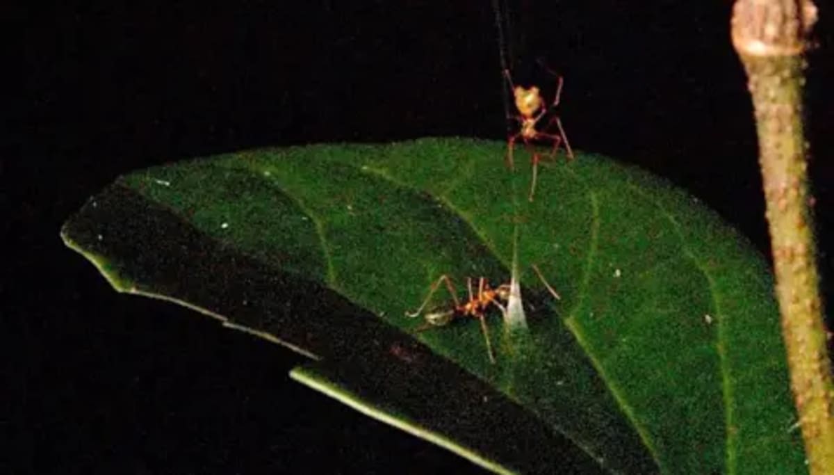 Tiny Spider Uses Catapult Trap to Hunt One Type of Ant - Image 3
