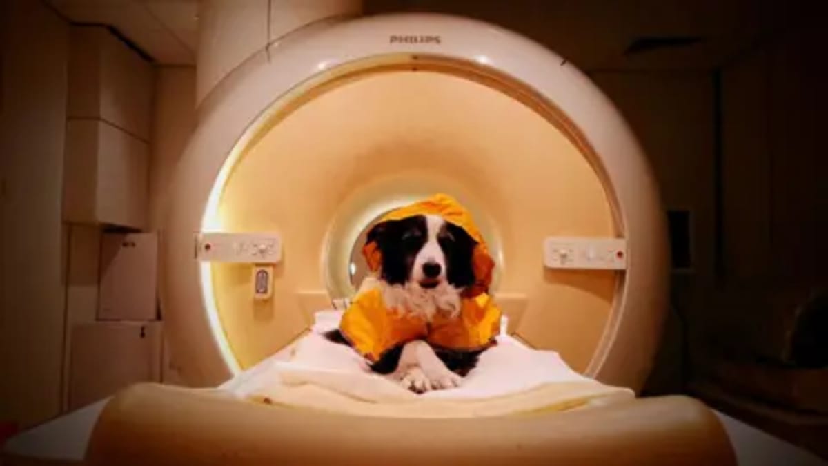 Dogs' Brains Light Up When We Smile at Them - Image 2