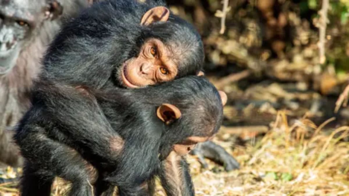Apes Kiss and Hug Before Fights to Keep Peace - Image 2