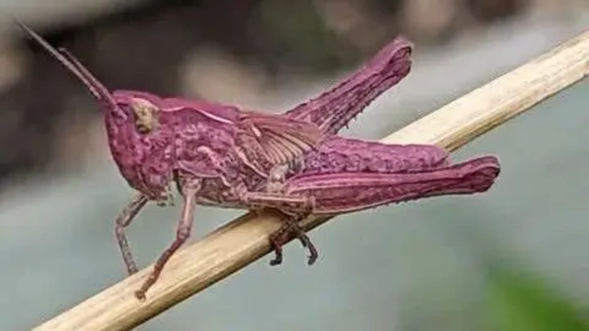 Woman's Garden Becomes Safe Haven for Rare Pink Grasshoppers - Image 2