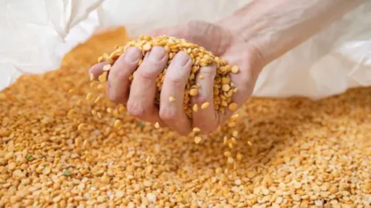 Scientists Turn Food Waste Into Cheese Using Ancient Trick - Image 4