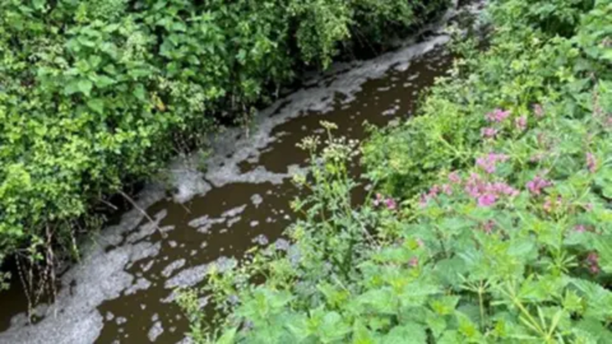 Dorset Farms Pay £33.5K to Restore Wildlife After Pollution - Image 2