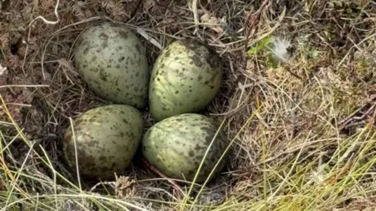 Endangered Curlew Returns Home to Breed After Conservation - Image 4