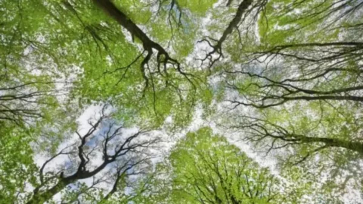 Cornwall Plants 2 Million Trees, Gets £8.7M to Plant More - Image 2