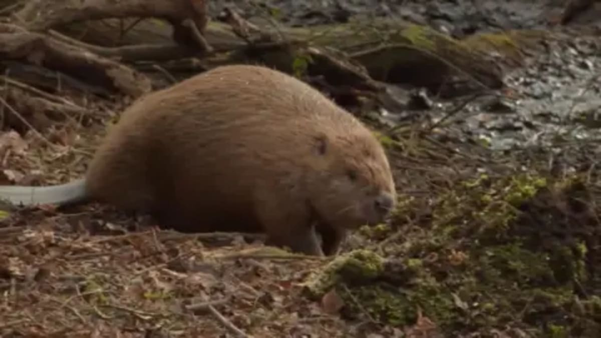 Wild Beavers Transform Dorset After Rocky First Year - Image 2