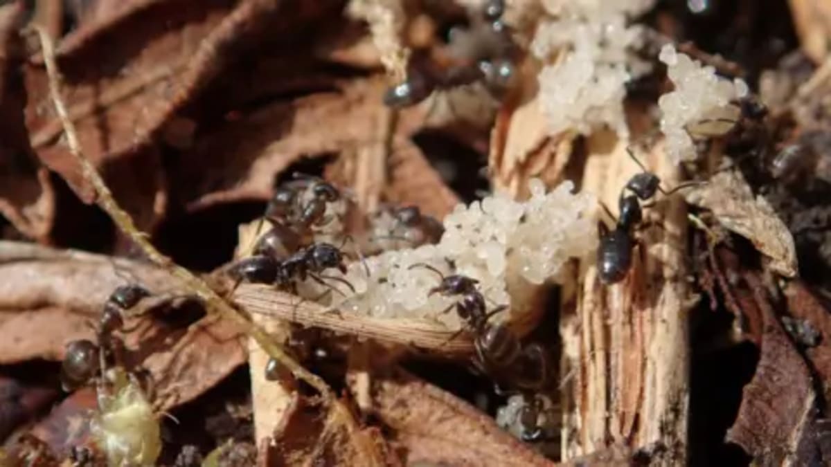 Devon Project Aims to Double England's Rarest Ant Colony - Image 2
