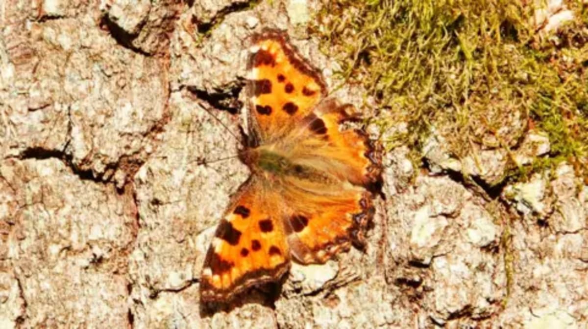 Extinct' Butterfly Returns to Southern England - Image 3