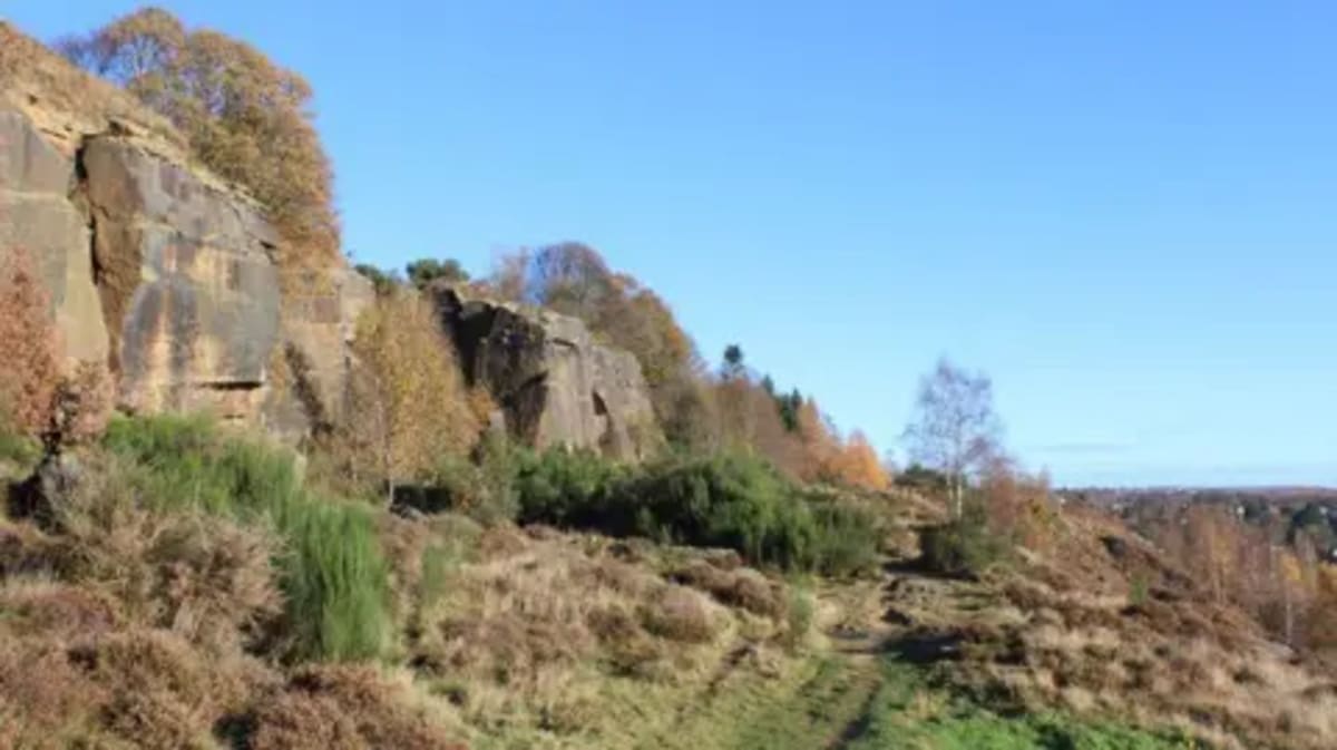 Bradford to Nearly Double Tree Cover by 2030 - Image 2