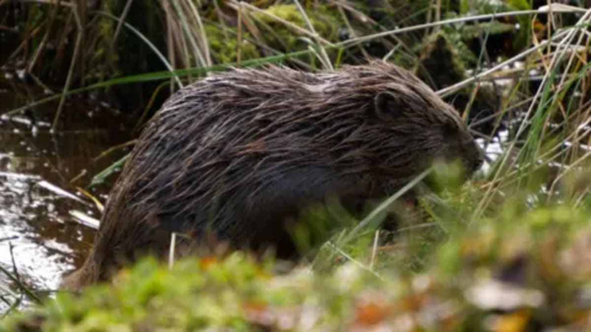 Beavers Return to England to Fight Drought and Restore Life - Image 2