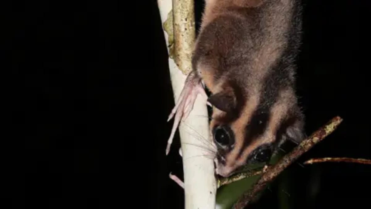 Two 'Extinct' Species Found Alive in West Papua Rainforest - Image 4