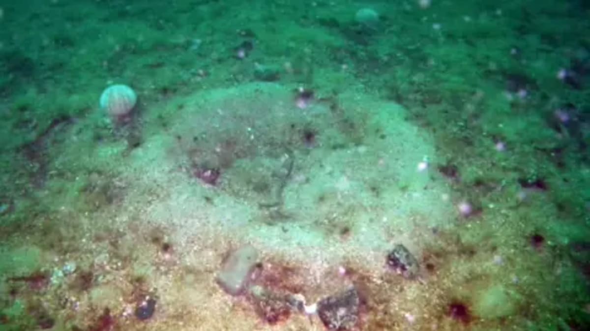 Scottish Seabed Healing After Illegal Fishing Damage - Image 2