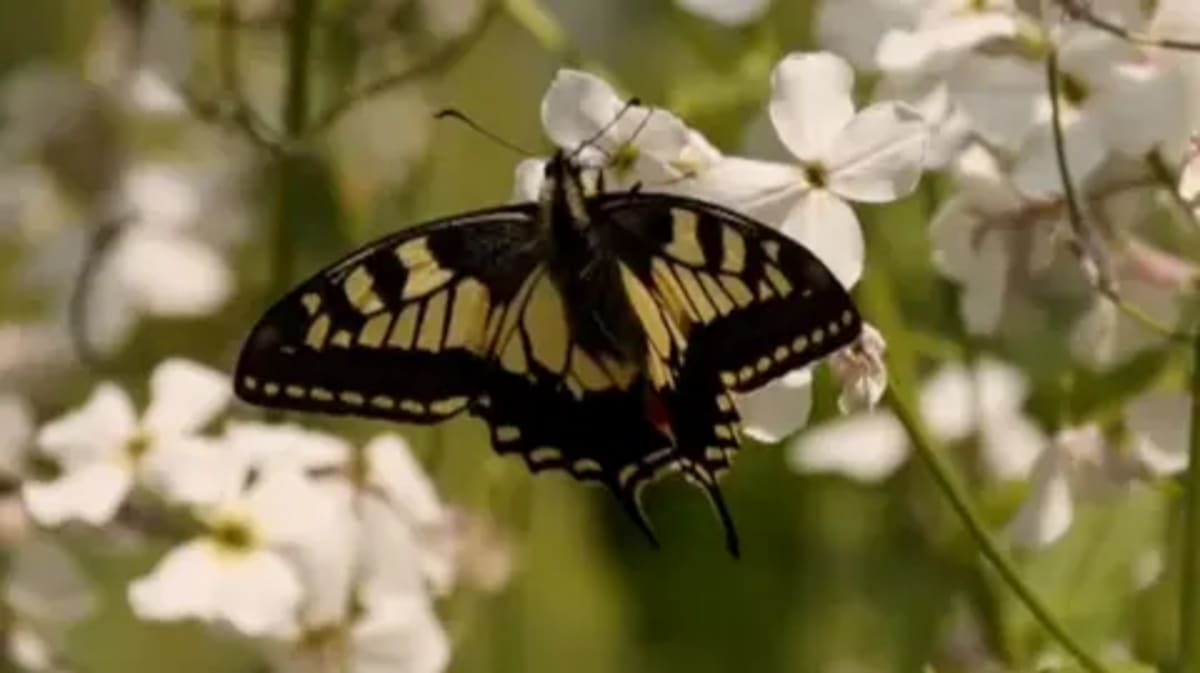 Rare Butterfly Set to Return to Yorkshire After 100 Years - Image 2