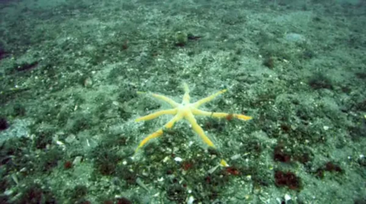 Scottish Seabed Bounces Back After Illegal Fishing Ban - Image 4