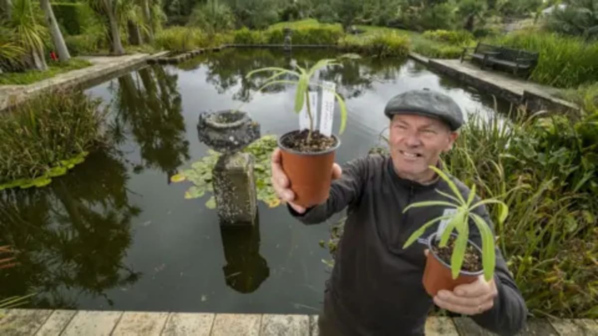 Scotland Shelters Seedlings From World's Last Wild Tree - Image 2